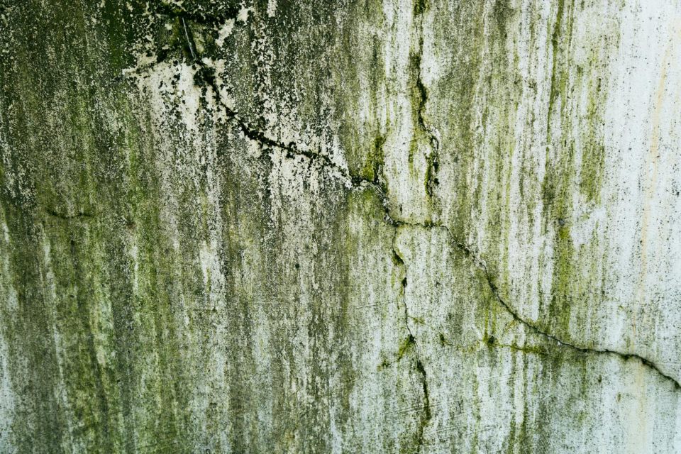 Close-up of dark mold growth along the grout lines and caulking of a tiled bathroom shower wall.
